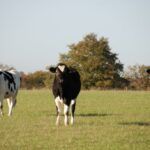 Vache de race régionale - la Prim'Holstein