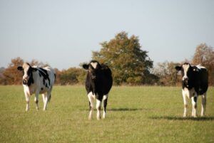 Vache de race régionale - la Prim'Holstein