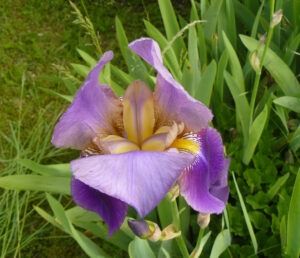 Fleur emblématique iris