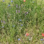 Un champ de fleurs