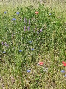 Un champ de fleurs