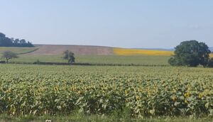 un champ de fleurs