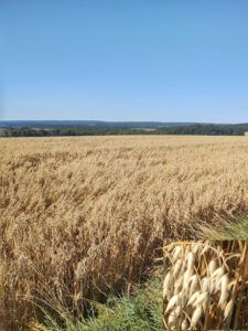 un champ de céréales - Avoine