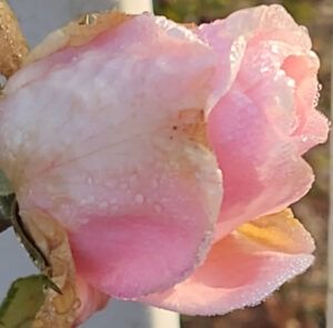 Goutte d'eau sur une fleur