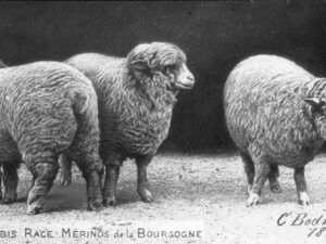 Le mérinos de Bourgogne
